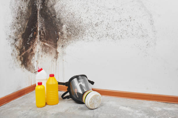 Best Attic Mold Removal  in Olton, TX