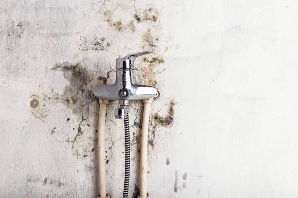 Best Toxic Mold Removal  in Olton, TX