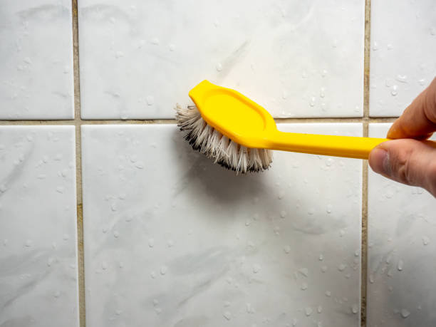 Best Same-Day Mold Removal  in Olton, TX