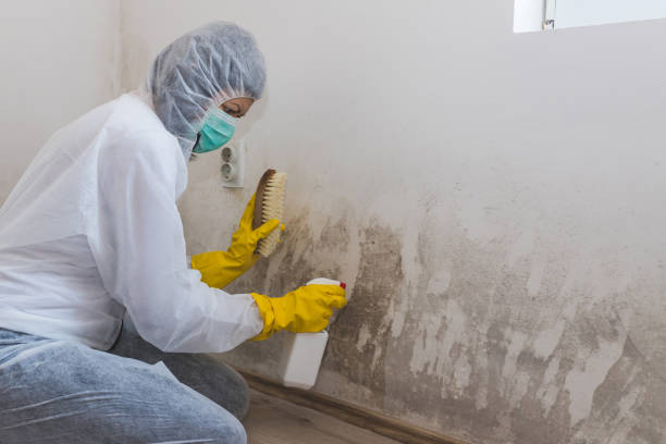 Best Black Mold Removal  in Olton, TX