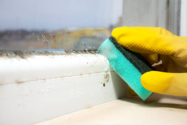 Best Affordable Mold Removal  in Olton, TX