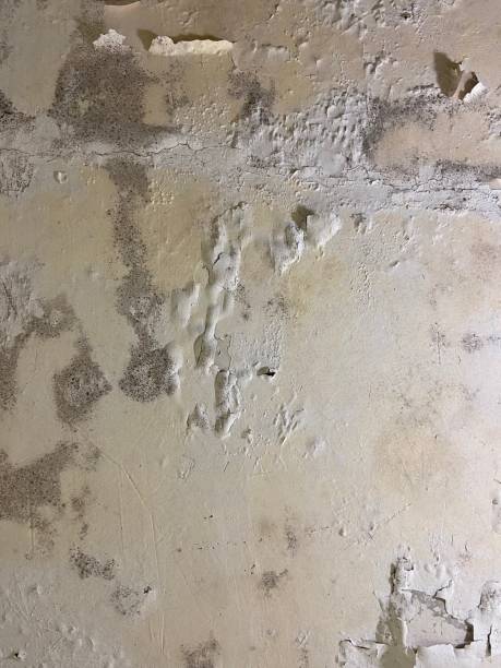 Best Residential Mold Removal  in Olton, TX
