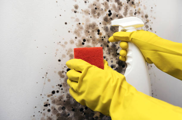 Best Residential Mold Removal  in Olton, TX