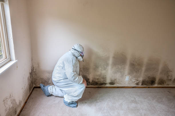 Best Toxic Mold Removal  in Olton, TX