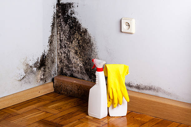 Best Home Mold Removal  in Olton, TX