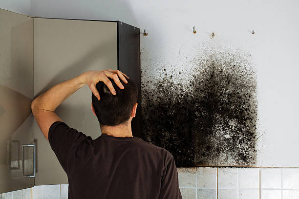 Best Local Mold Removal Service  in Olton, TX